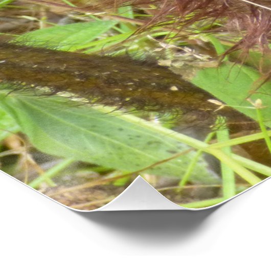 HAPUU FERN PULU PERFECT POSTER (Hoek)