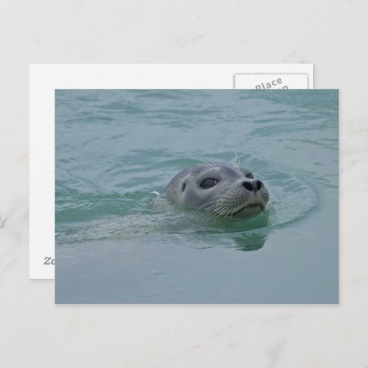 Harbor Seal zwemt in Jokulsarlon glacial Lake Briefkaart (Voorkant / Achterkant)