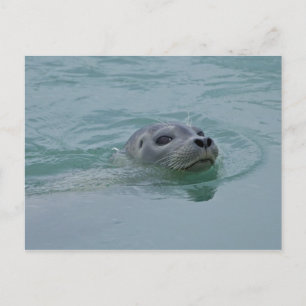Harbor Seal zwemt in Jokulsarlon glacial Lake Briefkaart