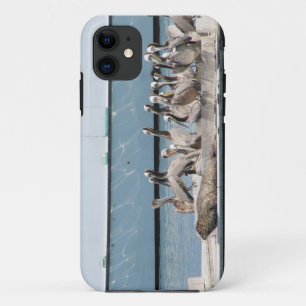 Harbour Friends iPhone 11 Hoesje
