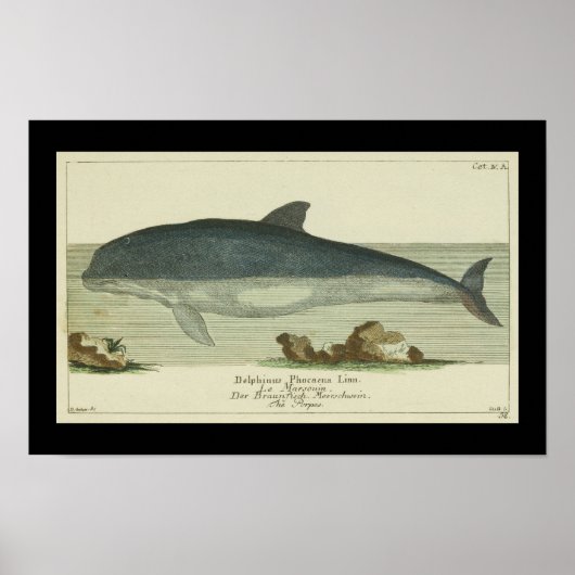 Harbour Porpoise Print (Voorkant)