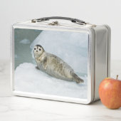 Harbour Seal (In situ)