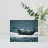 Harbour Seal Briefkaart (Staand voorkant)