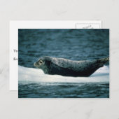 Harbour Seal Briefkaart (Voorkant / Achterkant)