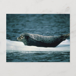 Harbour Seal Briefkaart