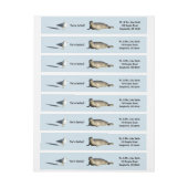 Harbour Seal in La Jolla California (Vel)