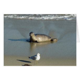Harbour Seal in La Jolla California
