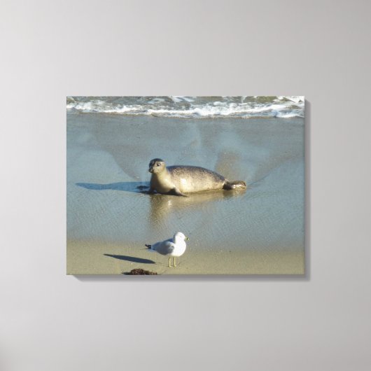 Harbour Seal in La Jolla California Canvas Afdruk (Voorkant)