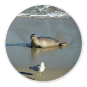 Harbour Seal in La Jolla California Keramische Knop