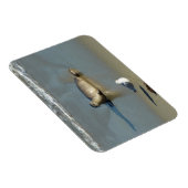 Harbour Seal in La Jolla California Magneet (Rechterzijde)