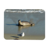 Harbour Seal in La Jolla California Magneet (Horizontaal)