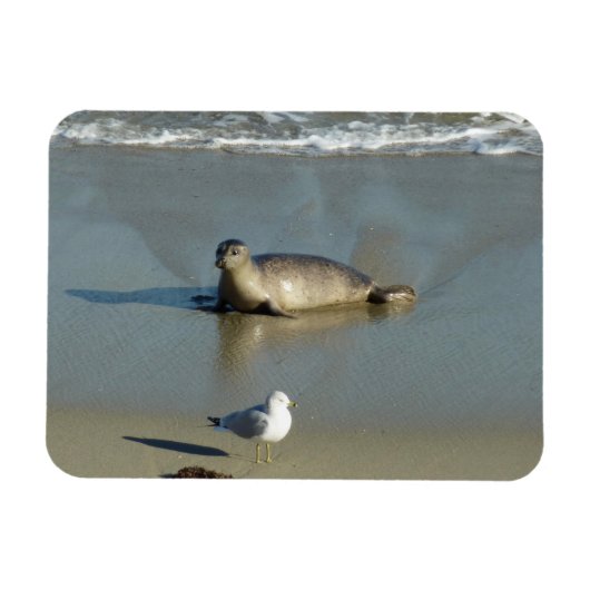 Harbour Seal in La Jolla California Magneet (Horizontaal)