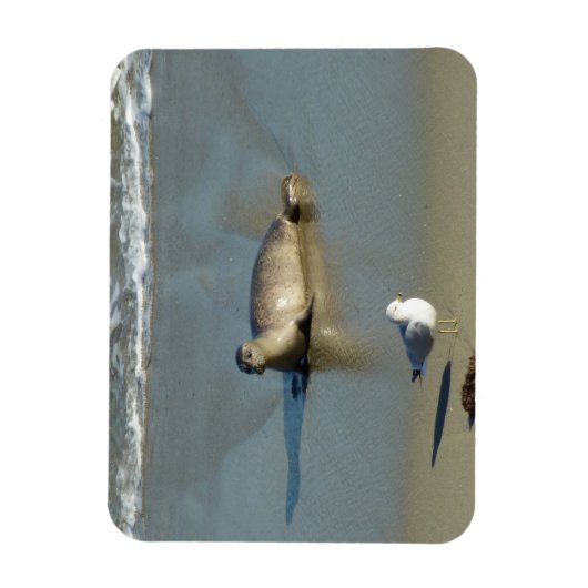 Harbour Seal in La Jolla California Magneet (Verticaal)