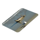 Harbour Seal in La Jolla California Magneet (Linkerzijde)