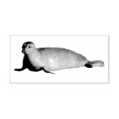 Harbour Seal in La Jolla California Rubberstempel (Afrduk)