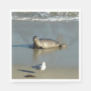 Harbour Seal in La Jolla California Servet