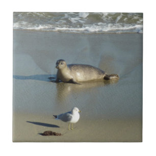 Harbour Seal in La Jolla California Tegeltje
