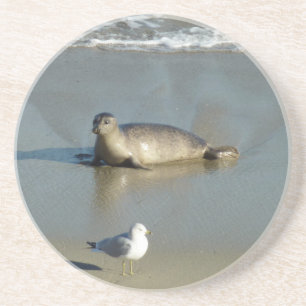 Harbour Seal in La Jolla California Zandsteen Onderzetter