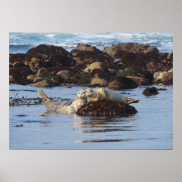 Harbour Seal Posers Poster