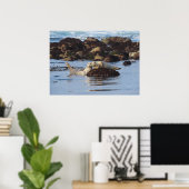 Harbour Seal Posers Poster (Thuiskantoor)