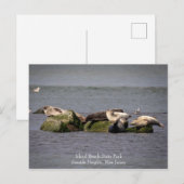 Harbour Seals at Island Beach State Park Briefkaart (Voorkant / Achterkant)