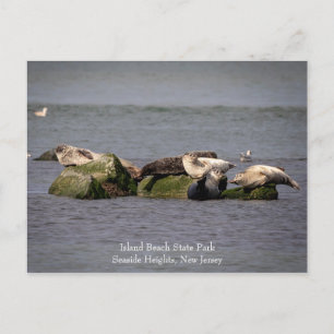 Harbour Seals at Island Beach State Park Briefkaart