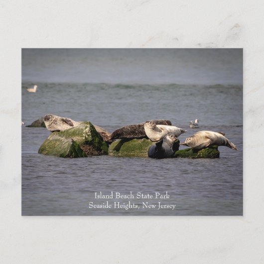 Harbour Seals at Island Beach State Park Briefkaart (Voorkant)