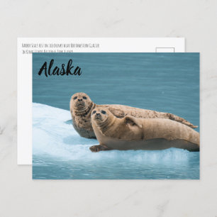 Harbour Seals Kenai Fjords Alaska Briefkaart