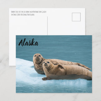 Harbour Seals Kenai Fjords Alaska Briefkaart