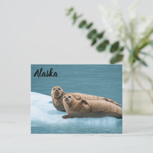 Harbour Seals Kenai Fjords Alaska Briefkaart (Staand voorkant)
