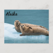 Harbour Seals Kenai Fjords Alaska Briefkaart (Voorkant)