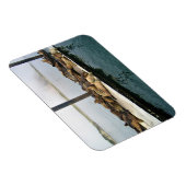 Harbour Seals, Morro Bay, Californië Magneet (Rechterzijde)