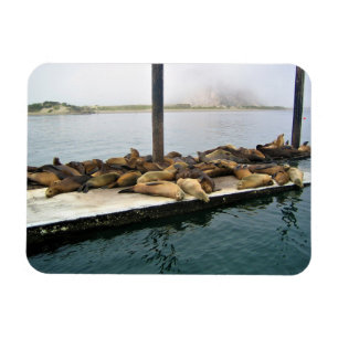 Harbour Seals, Morro Bay, Californië Magneet