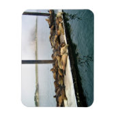 Harbour Seals, Morro Bay, Californië Magneet (Verticaal)