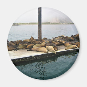 Harbour Seals, Morro Bay, Californië Magneet