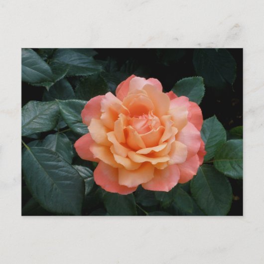 Harder van goud briefkaart (Voorkant)