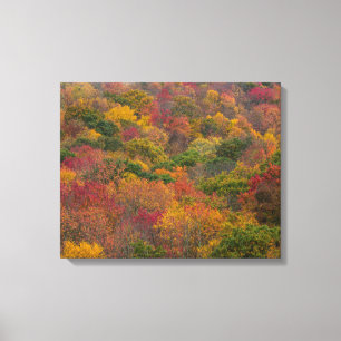 Hardhoutbos in Randolph County, West Virginia Canvas Afdruk