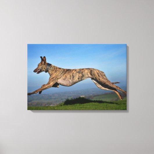 Hardlopen Brindled Lurcher Canvas Afdruk (Voorkant)