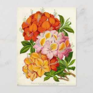 Hardy Azaleas door Sir Joseph Paxton Briefkaart