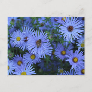 Hardy Blue Aster # 2 Briefkaart