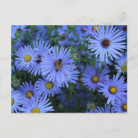 Hardy Blue Aster # 2 Briefkaart (Voorkant)