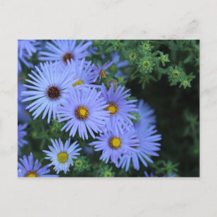 Hardy Blue Aster # 3 Briefkaart