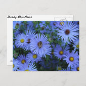 Hardy Blue Aster # 5 Briefkaart (Voorkant / Achterkant)
