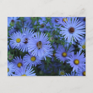 Hardy Blue Aster # 5 Briefkaart