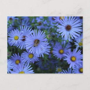 Hardy Blue Aster # 6 Briefkaart