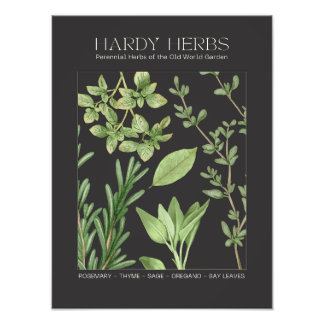 Hardy Herbs Botanical Print  Foto Afdruk