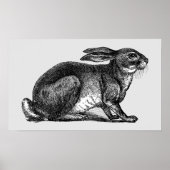 Hare - Archivering afdrukken Poster (Voorkant)