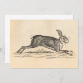  Hare Bunny Rabbit 1800s Illustratie (Voorkant / Achterkant)