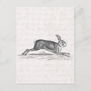 Hare Bunny Rabbit 1800s Illustratie Briefkaart