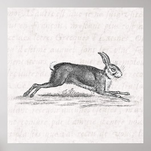  Hare Bunny Rabbit 1800s Illustratie Poster (Voorkant)